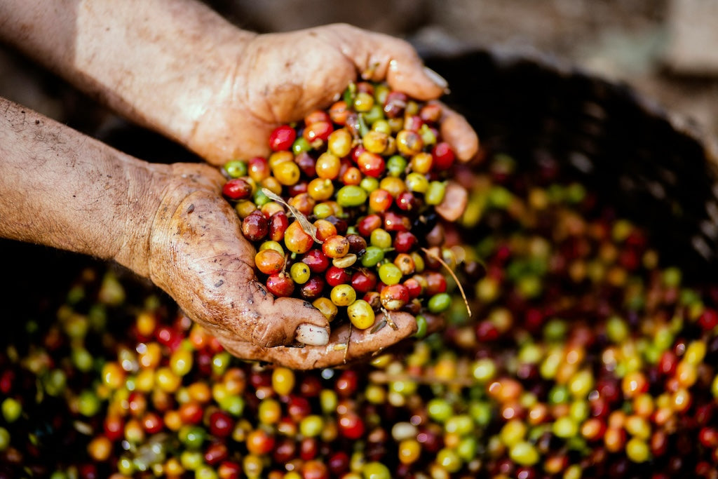 Guía sobre los Diferentes Tipos de Café de Origen