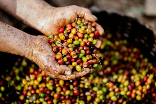 Guía sobre los Diferentes Tipos de Café de Origen